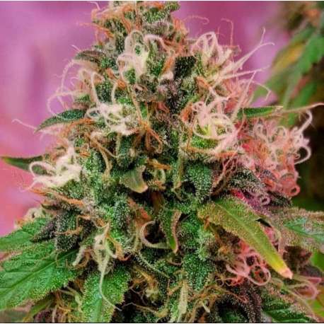 5 UND FEM - OG KUSH * CBD CREW SEEDS 5 UND FEMINIZADAS