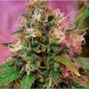 5 UND FEM - OG KUSH * CBD CREW SEEDS 5 UND FEMINIZADAS