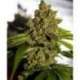 5 UND REG - PH * CBD CREW SEEDS 5 UND REGULARES