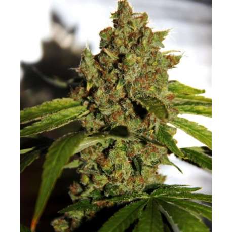 5 UND REG - PH * CBD CREW SEEDS 5 UND REGULARES