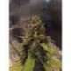 5 UND REG - 3D * CBD CREW SEEDS 5 UND REGULARES