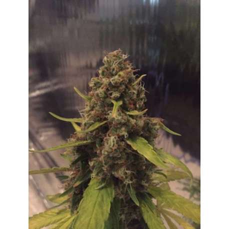 5 UND REG - 3D * CBD CREW SEEDS 5 UND REGULARES