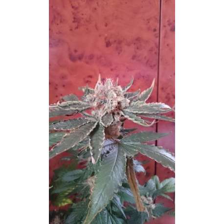 5 UND REG - DIVINE * CBD CREW SEEDS 5 UND REGULARES