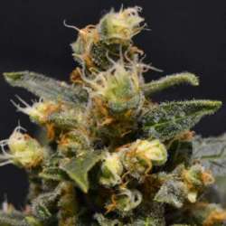 1 UND FEM - AK * CBD SEEDS 1 UND FEMINIZADA