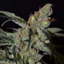 1 UND FEM - SHARK * CBD SEEDS 1 UND FEMINIZADA