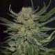 1 UND FEM - DOMINA * CBD SEEDS 1 UND FEMINIZADA