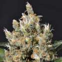 1 UND FEM - KALI * CBD SEEDS 1 UND FEMINIZADA