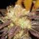 1 UND FEM - AUTO DIESEL * CBD SEEDS 1 UND FEMINIZADA