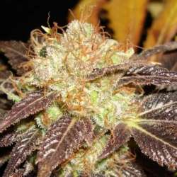 1 UND FEM - AUTO DIESEL * CBD SEEDS 1 UND FEMINIZADA