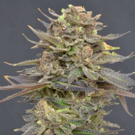 1 UND FEM - MAGMA * CBD SEEDS 1 UND FEMINIZADA