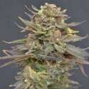 1 UND FEM - MAGMA * CBD SEEDS 1 UND FEMINIZADA