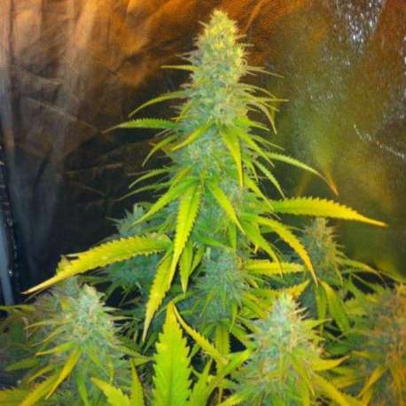 1 UND FEM - MEXICAN HAZE * CBD SEEDS 1 UND FEMINIZADA