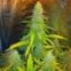 3 UND FEM - MEXICAN HAZE * CBD SEEDS 3 UND FEMINIZADA