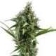 3 UND FEM - AUTO AMNESIA * CBD SEEDS 3 UND FEMINIZADA