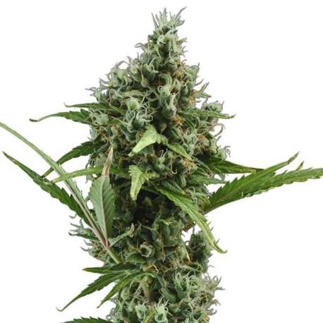 3 UND FEM - AUTO AMNESIA * CBD SEEDS 3 UND FEMINIZADA