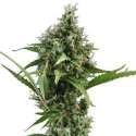 3 UND FEM - AUTO AMNESIA * CBD SEEDS 3 UND FEMINIZADA