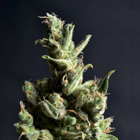 6 UND FEM - AMNESIA 5 * CBD SEEDS 6 UND FEMINIZADAS