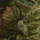 6 UND FEM - ONE TO ONE * CBD SEEDS 6 UND FEMINIZADAS