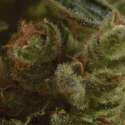 6 UND FEM - ONE TO ONE * CBD SEEDS 6 UND FEMINIZADAS
