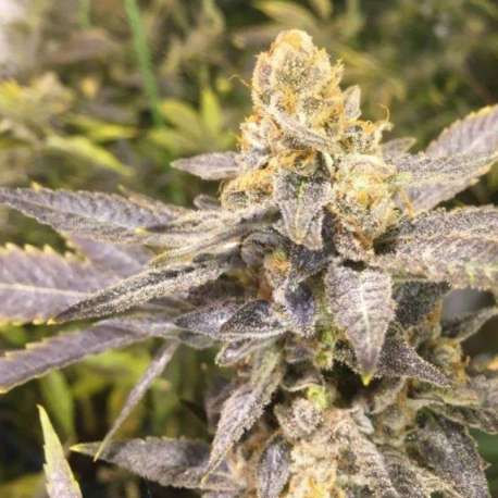 6 UND FEM - ORANGE BIG BUD * CBD SEEDS 6 UND FEMINIZADA