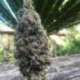 6 UND FEM - CBD AMNESIA 5 * CBD SEEDS 6 UND FEMINIZADA