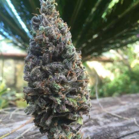 6 UND FEM - CBD AMNESIA 5 * CBD SEEDS 6 UND FEMINIZADA