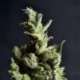 10 UND FEM - AMNESIA 5 * CBD SEEDS 10 UND FEMINIZADAS