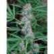 3 UND FEM - CARIBE * CANNABIOGEN FEMINIZADA 3 UND