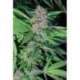 3 UND FEM - PAKISTAN CHITRAL KUSH * CANNABIOGEN FEMINIZADA 3 UND