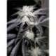 5 UND FEM - PEYOTE PURPLE * CANNABIOGEN 5 UND FEMINIZADAS