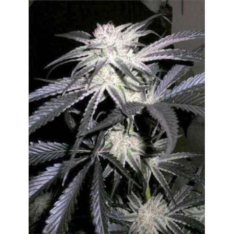 5 UND FEM - PEYOTE PURPLE * CANNABIOGEN 5 UND FEMINIZADAS