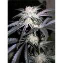 5 UND FEM - PEYOTE PURPLE * CANNABIOGEN 5 UND FEMINIZADAS