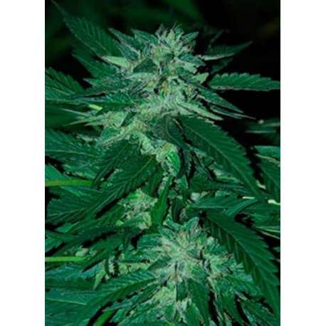 5 UND FEM - BUBBA DELIGHT * CANNABIOGEN 5 UND FEMINIZADAS