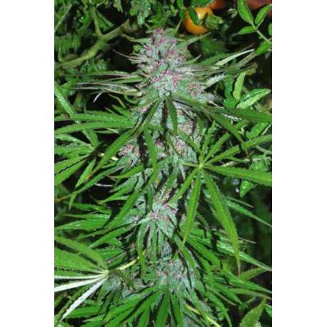 5 UND REG - PANAMA * CANNABIOGEN 5 UND REG