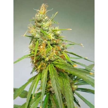 10 UND REG - DURBAN * CANNABIOGEN 10 UND REG