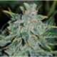 1 UND FEM - NORTHERN LIGHT BLUE AUTO (AUTOMATIC LINE) * DELICIOUS 1 UND FEMINIZADA