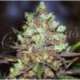 1 UND FEM - COTTON CANDY (SATIVA LINE) * DELICIOUS 1 UND FEMINIZADA