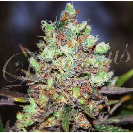 1 UND FEM - COTTON CANDY (SATIVA LINE) * DELICIOUS 1 UND FEMINIZADA