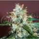 1 UND FEM - CRITICAL NEVILLE HAZE (SATIVA LINE) * DELICIOUS 1 UND FEMINIZADA