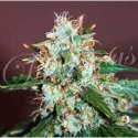 1 UND FEM - CRITICAL NEVILLE HAZE (SATIVA LINE) * DELICIOUS 1 UND FEMINIZADA