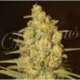 1 UND FEM - CRITICAL SENSI STAR (INDICA LINE) * DELICIOUS 1 UND FEMINIZADA
