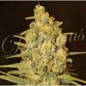 1 UND FEM - CRITICAL SENSI STAR (INDICA LINE) * DELICIOUS 1 UND FEMINIZADA