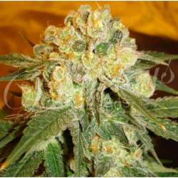 1 UND FEM - MARMALATE (INDICA LINE) * DELICIOUS 1 UND FEMINIZADA