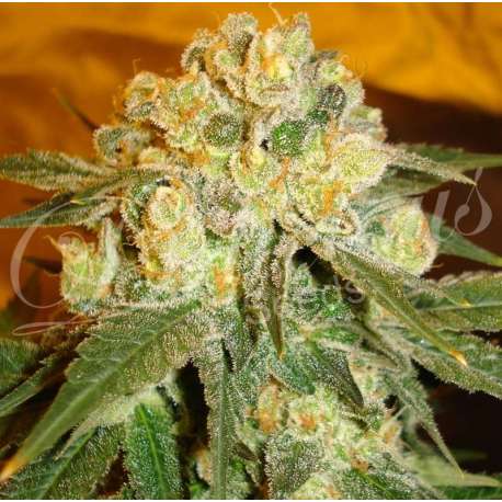 1 UND FEM - MARMALATE (INDICA LINE) * DELICIOUS 1 UND FEMINIZADA