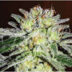 1 UND FEM - NORTHERN LIGHT BLUE (INDICA LINE) * DELICIOUS 1 UND FEMINIZADA