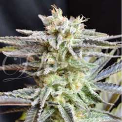 1 UND FEM - SUGAR BLACK ROSE (INDICA LINE) * DELICIOUS 1 UND FEMINIZADA