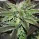 1 UND FEM - SUGAR CANDY (INDICA LINE) * DELICIOUS 1 UND FEMINIZADA