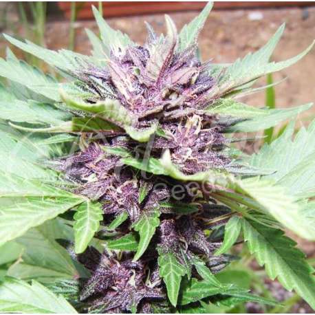 1 UND FEM - DARK PURPLE AUTO (AUTOMATIC LINE) * DELICIOUS 1 UND FEMINIZADA
