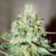 1 UND FEM - JÄGG KUSH (SATIVA LINE) * DELICIOUS 1 UND FEMINIZADA