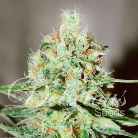 1 UND FEM - JÄGG KUSH (SATIVA LINE) * DELICIOUS 1 UND FEMINIZADA